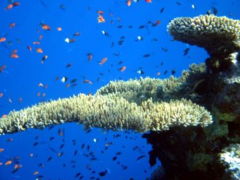 Taken diving in Sharm el Sheikh on Ras Mohammed by Birger Jersin 